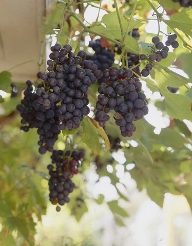 Muskaatdruif (Vitis Vinifera ‘Moscato D’Amburgo’ ) 1 Muskaatdruif (Vitis Vinifera ‘Moscato D’Amburgo’ )