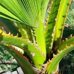 Washingtonia (Washingtonia Robusta) -Natuur Kus Verkoopwinkel washingtoniarobusta04