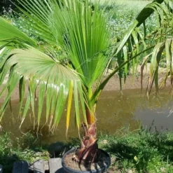 Washingtonia (Washingtonia Robusta) -Natuur Kus Verkoopwinkel washingtoniarobusta10 1