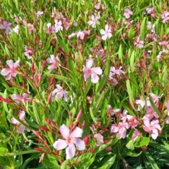 Roze Oleander (Nerium Oleander) -Natuur Kus Verkoopwinkel whatsapp image 2022 06 09 at 10.59.18 am