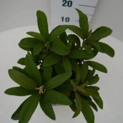 Rhododendron (Rhododendron 'Wilgen's Ruby') -Natuur Kus Verkoopwinkel wilgens ruby c2 boven