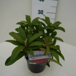 Rhododendron (Rhododendron 'Wilgen's Ruby') -Natuur Kus Verkoopwinkel wilgens ruby c2 zij