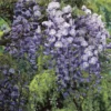 Japanse Blauwe Regen (Wisteria Floribunda 'Macrobotrys')