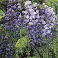 Japanse Blauwe Regen (Wisteria Floribunda 'Macrobotrys')