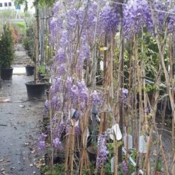 Blauwe Regen (Wisteria Sinensis 'Prolific') -Natuur Kus Verkoopwinkel wisteria 1