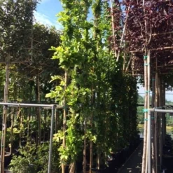 Blauwe Regen (Wisteria Sinensis 'Prolific') -Natuur Kus Verkoopwinkel wisteria 300 400