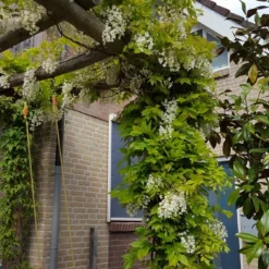 Japanse Blauwe Regen, Wit (Wisteria Floribunda 'Alba') 11 Japanse Blauwe Regen, Wit (Wisteria Floribunda 'Alba') -Natuur Kus Verkoopwinkel wisteria f. long. alba 1