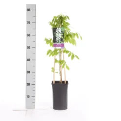 Japanse Blauwe Regen, Wit (Wisteria Floribunda 'Alba') 9 Japanse Blauwe Regen, Wit (Wisteria Floribunda 'Alba') -Natuur Kus Verkoopwinkel wisteria floribunda alba