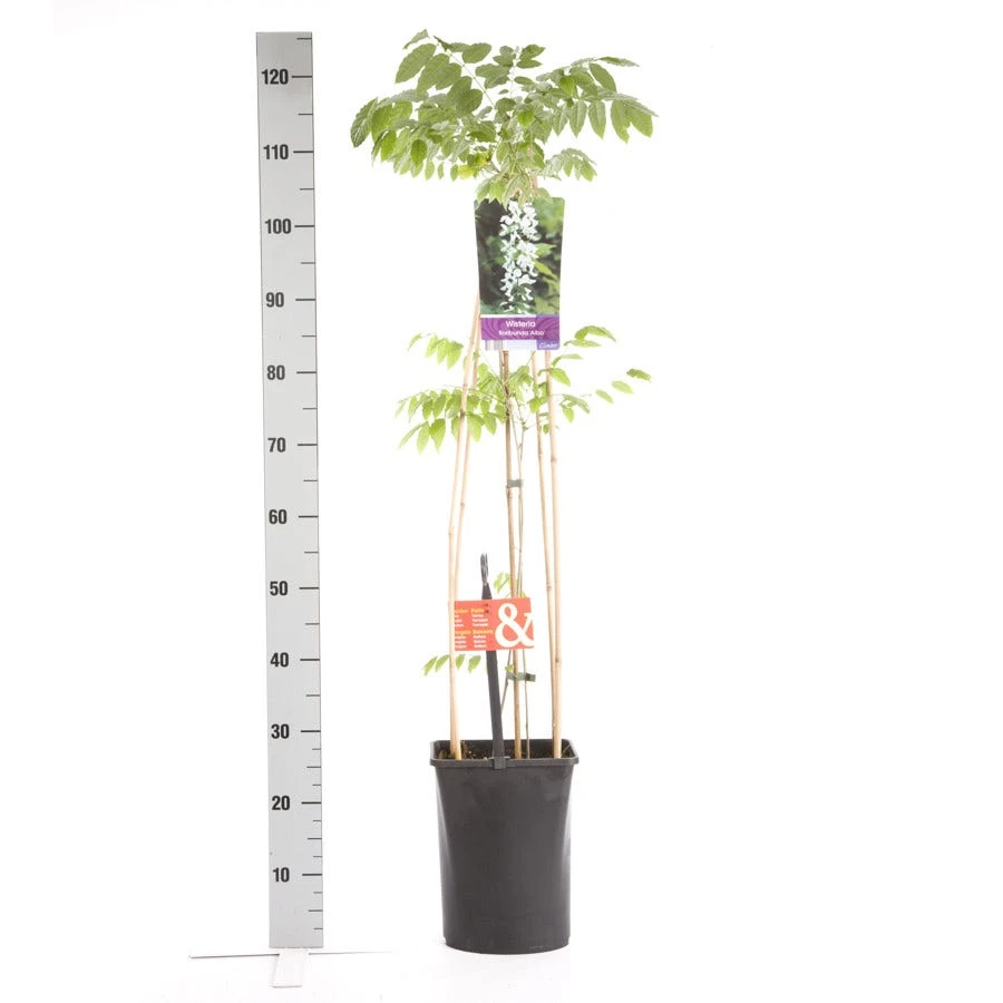 Japanse Blauwe Regen, Wit (Wisteria Floribunda 'Alba') 4 Japanse Blauwe Regen, Wit (Wisteria Floribunda 'Alba') - Afbeelding 4