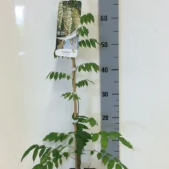 Japanse Blauwe Regen, Wit (Wisteria Floribunda 'Alba') 13 Japanse Blauwe Regen, Wit (Wisteria Floribunda 'Alba') -Natuur Kus Verkoopwinkel wisteria sin. alba 80 100 c2