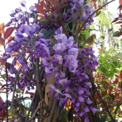 Blauwe Regen (Wisteria Sinensis 'Prolific') -Natuur Kus Verkoopwinkel wisteria sin. prolific 2