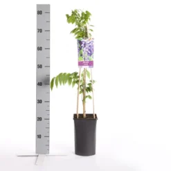 Blauwe Regen (Wisteria Sinensis) -Natuur Kus Verkoopwinkel wisteria sinensis