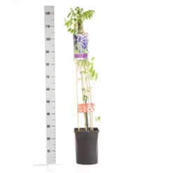 Blauwe Regen (Wisteria Sinensis) 10 Blauwe Regen (Wisteria Sinensis) -Natuur Kus Verkoopwinkel wisteria sinensis 1.00 1.25 1