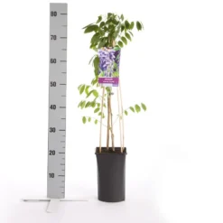 Blauwe Regen (Wisteria Sinensis 'Prolific') -Natuur Kus Verkoopwinkel wisteria sinensis prolific