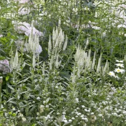 Borderpakket Witte Bloemen Voor Een Kleine Tuin