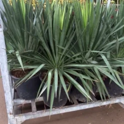 Palmlelie (Yucca Gloriosa) -Natuur Kus Verkoopwinkel yucca 1 1