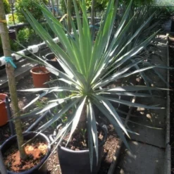 Palmlelie (Yucca Gloriosa) -Natuur Kus Verkoopwinkel yucca gloriosa 100 125 c50 1 1