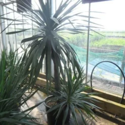 Palmlelie (Yucca Gloriosa) -Natuur Kus Verkoopwinkel yucca gloriosa 100stam c50 1