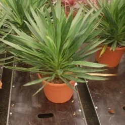 Palmlelie (Yucca Gloriosa) -Natuur Kus Verkoopwinkel yucca gloriosa 2 1