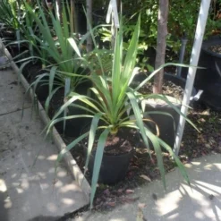 Palmlelie (Yucca Gloriosa) -Natuur Kus Verkoopwinkel yucca gloriosa c7 10 1