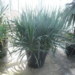 Palmlelie (Yucca Gloriosa) -Natuur Kus Verkoopwinkel yucca gloriosa struikvorm c110 1