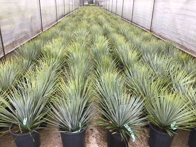 Palmlelie (Yucca Rostrata) 3 Palmlelie (Yucca Rostrata) - Afbeelding 3