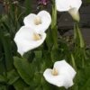 Moerasaronskelk (Zantedeschia Aethiopica)