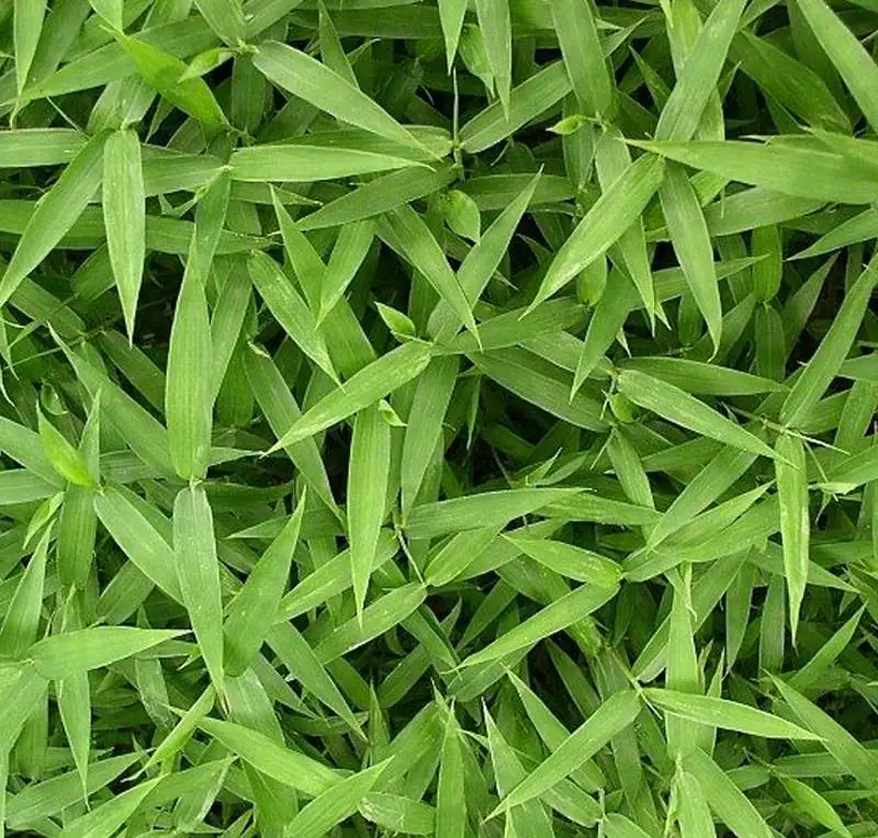 Natuur Kus Verkoopwinkel -Natuur Kus Verkoopwinkel 6