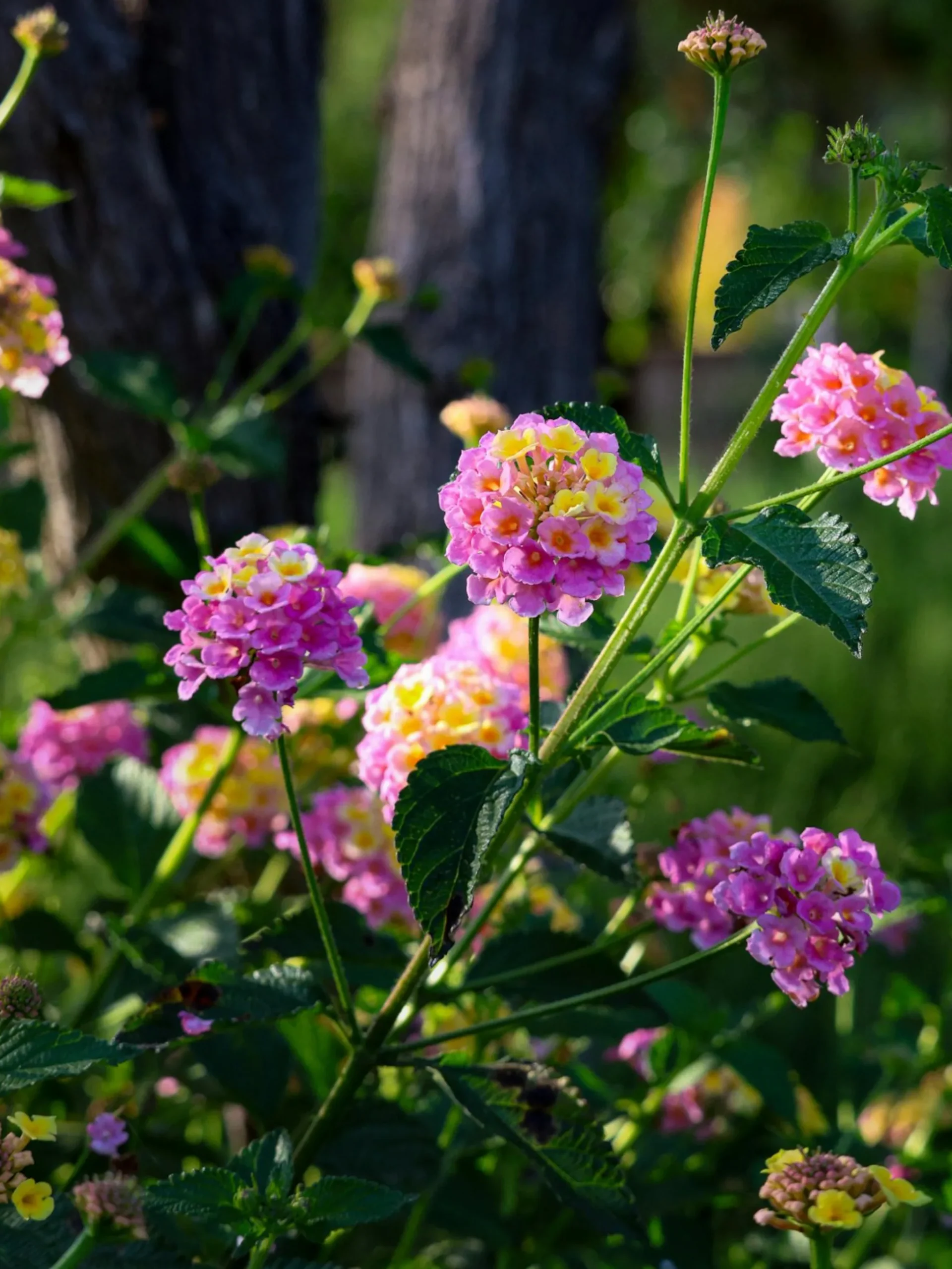 Natuur Kus Verkoopwinkel -Natuur Kus Verkoopwinkel z2 scaled